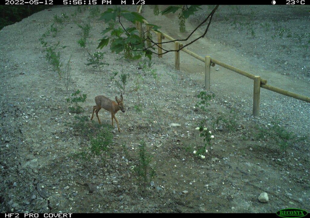 Chevreuil sous le pont d'Arthaz ©ATMB