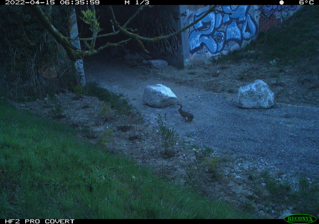 Lièvre sous le pont d'Arthaz ©ATMB